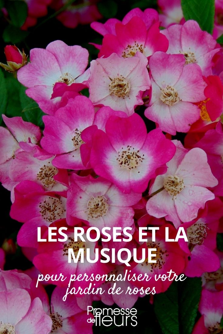 roses de la musique