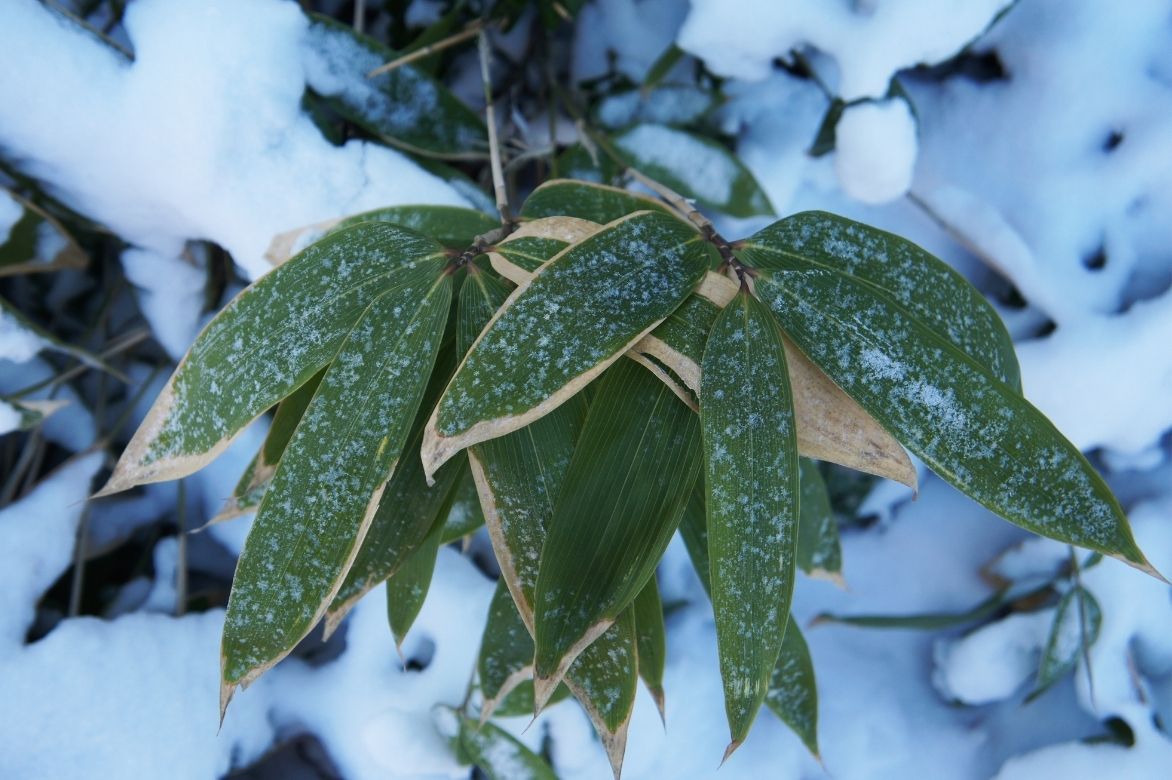 sasa en hiver, rusticité sasa