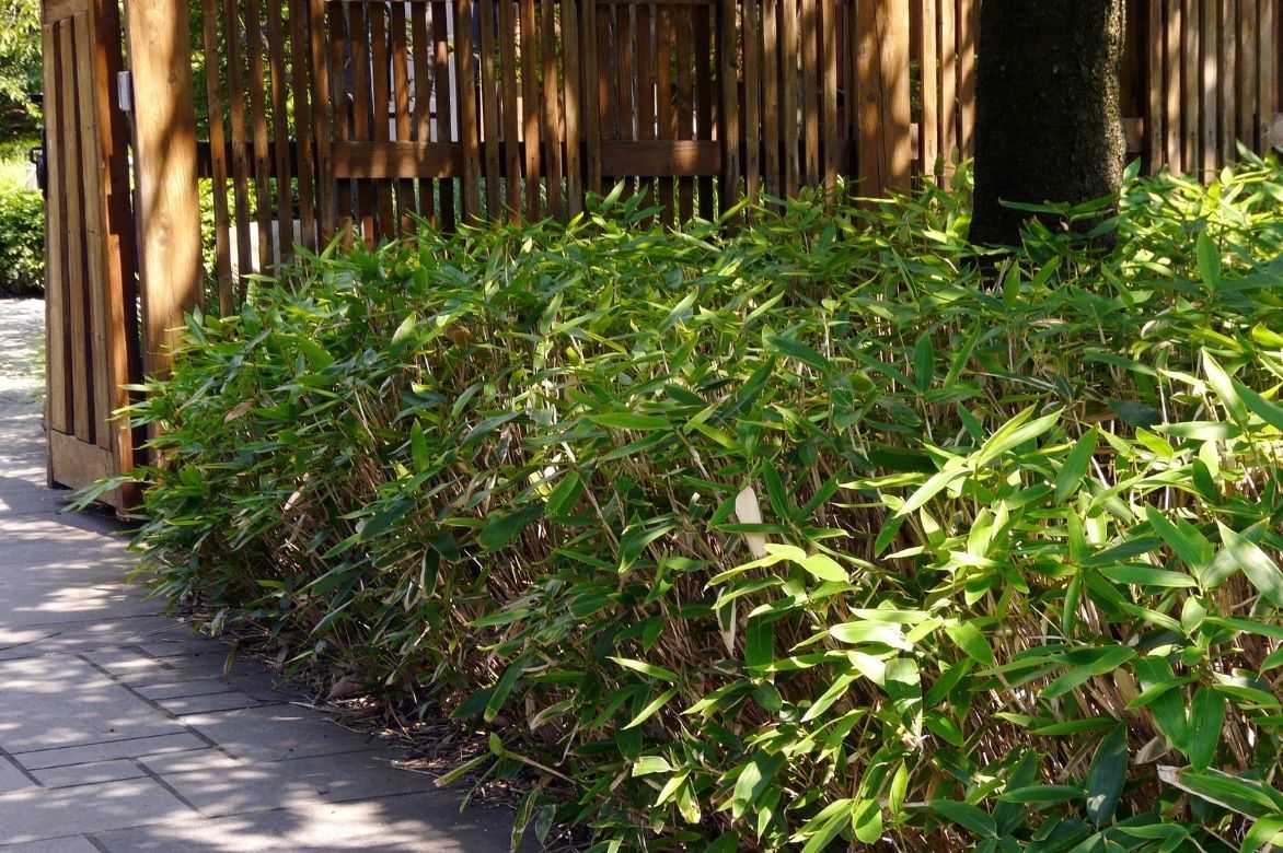 planter bambou nain, comment planter sasa