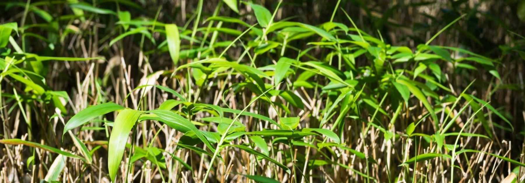 Jardinage : pourquoi il faut à tout prix éviter de planter du bambou dans  votre jardin ? 