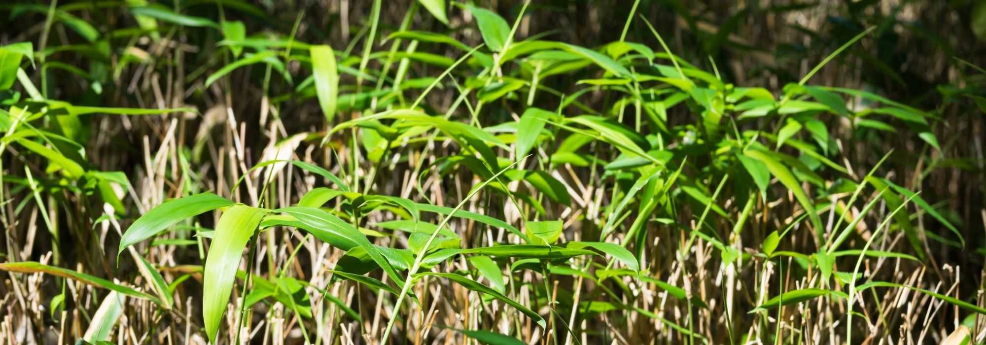 Sasa, bambou : plantation, culture et utilisations
