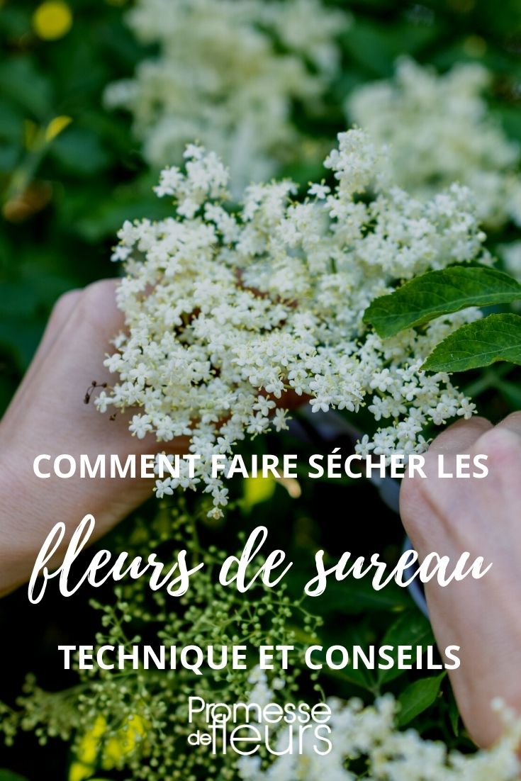 sécher fleurs de sureau