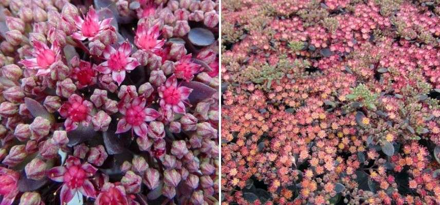 sedum couvre-sol terrain sec, plante grasse, succulente