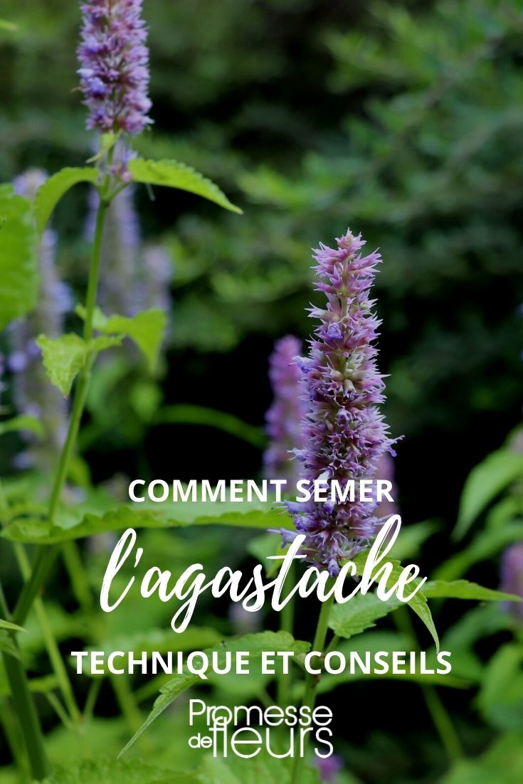 tutoriel semis d'agastache