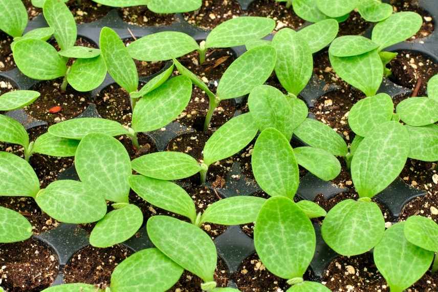 Comment remplir efficacement une plaque alvéolée pour les semis?