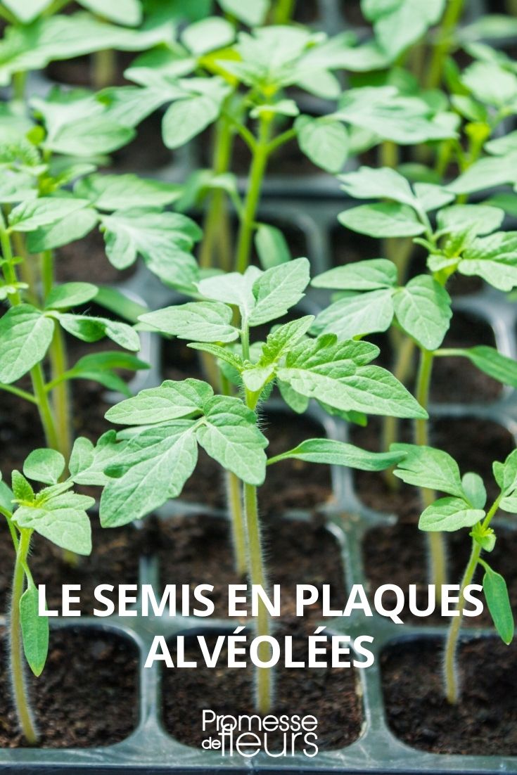 Comment semer sur une plaque alvéolée ? - Promesse de Fleurs