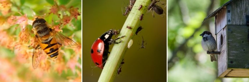 insectes auxiliaires pour lutter contre ravageurs sous serre