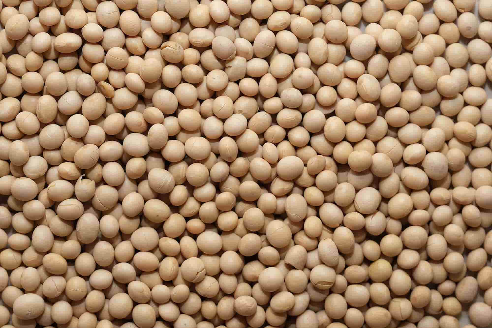 Comment faire pousser du soja dans son potager ?