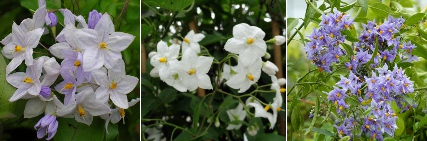 solanum en pot balcon orienté ouest