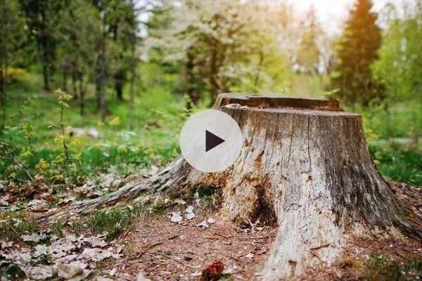 Souche d'arbre : Un véritable écosystème