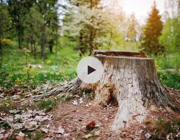 Souche d'arbre : Un véritable écosystème