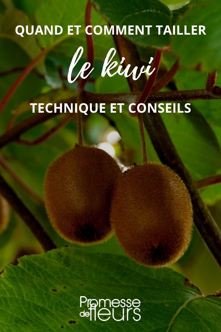 tailler le kiwi