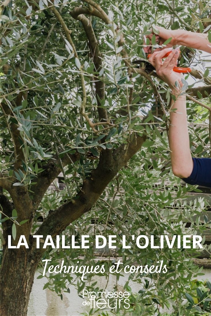 TUTO VIDÉO - Cicatriser une branche ou un tronc d'arbre : pourquoi et  comment ? - France Bleu