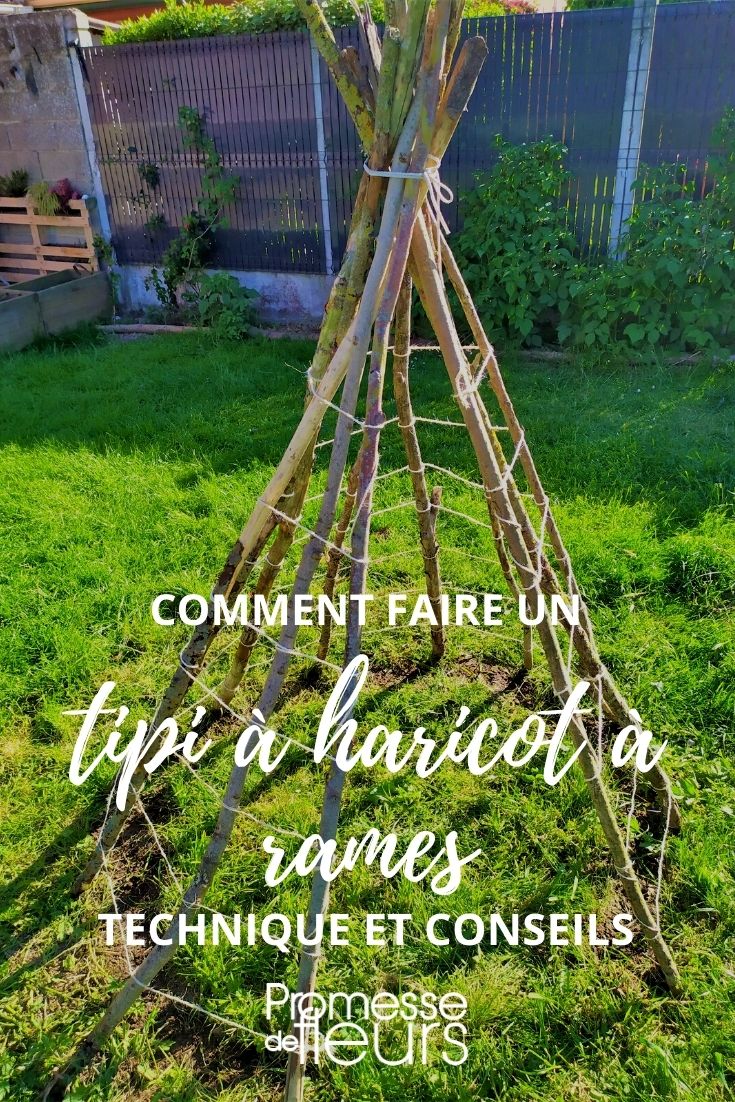 notre tutoriel : tipi haricot à rames