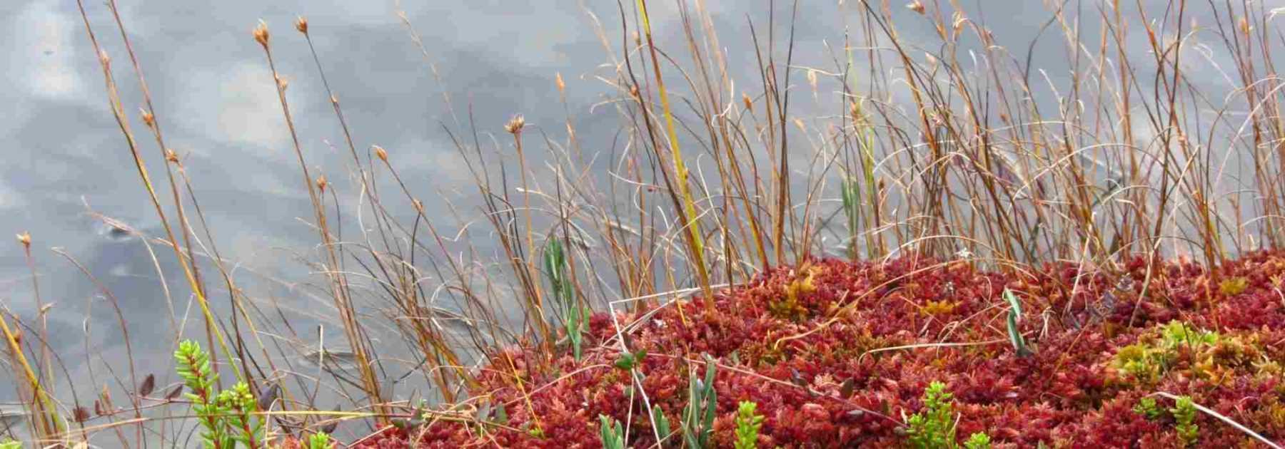 Créer une tourbière au jardin