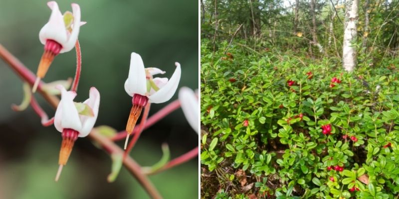 arbuste canneberge, baies cranberry