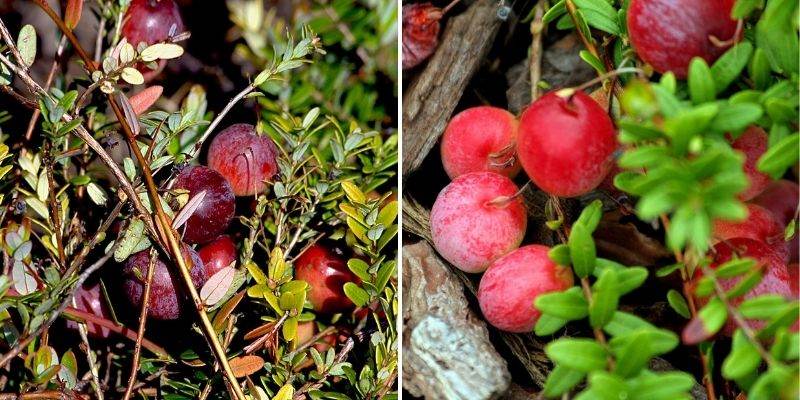 variétés canneberge