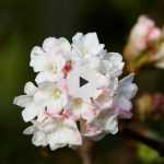 Le Viburnum bodnantense : un arbuste parfumé et mellifère en hiver