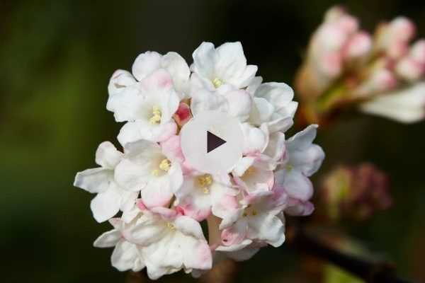 Le Viburnum bodnantense : un arbuste parfumé et mellifère en hiver