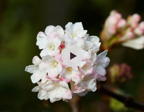 Le Viburnum bodnantense : un arbuste parfumé et mellifère en hiver