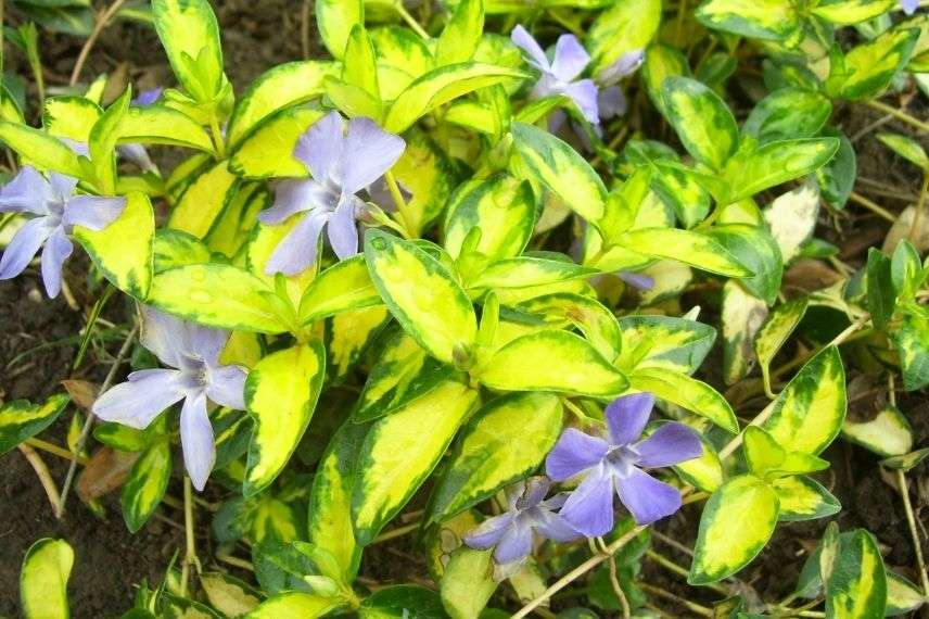 petite pervenche en pot balcon au nord