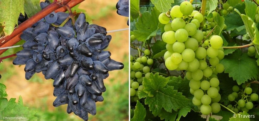 vigne en pot balcon orienté ouest