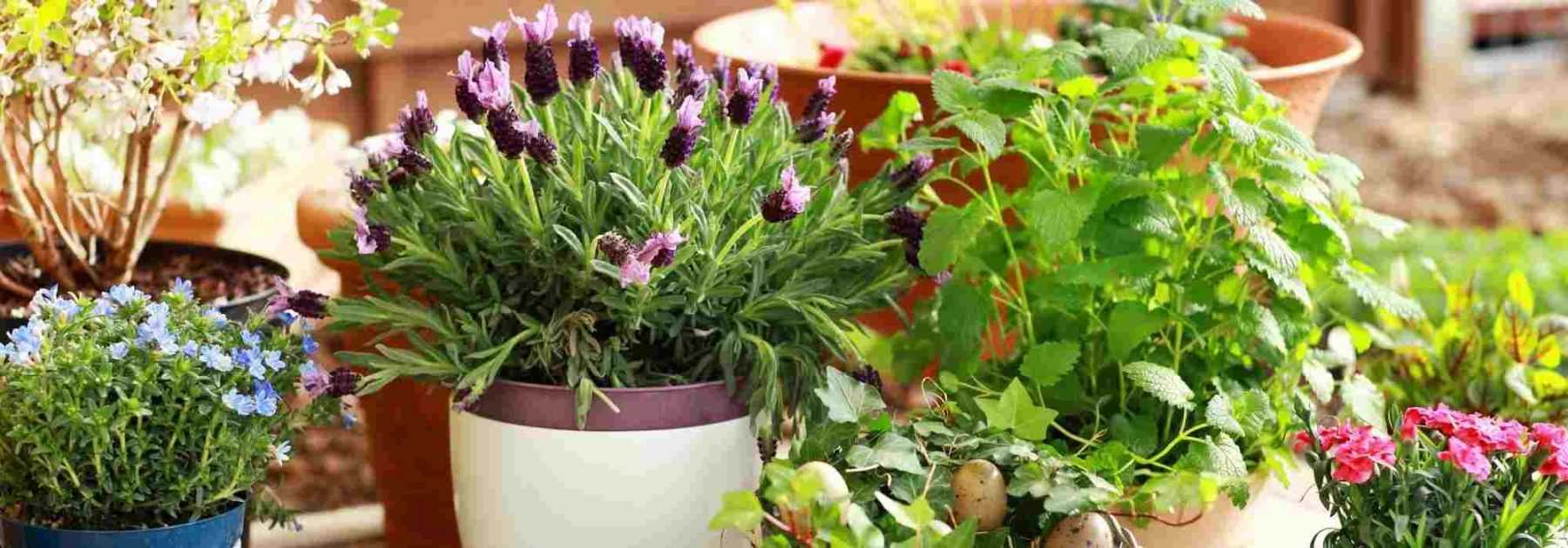 7 vivaces à cultiver en pot sur un balcon à l'Ouest - Blog Promesse de  fleurs