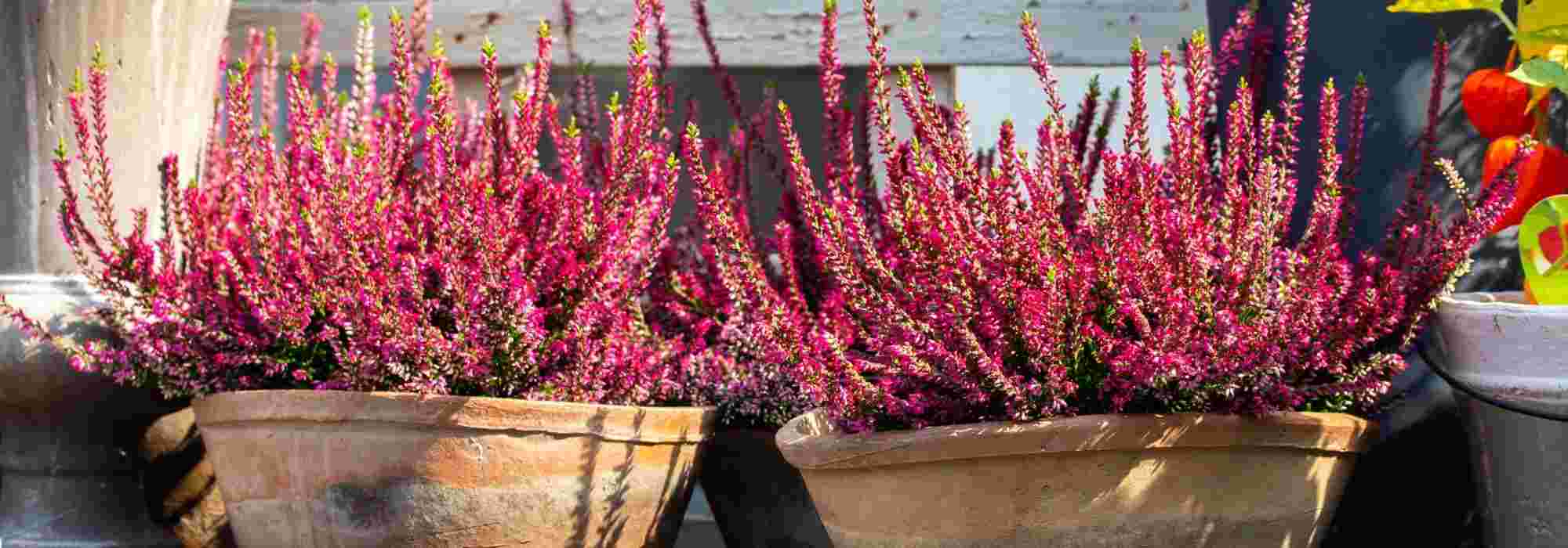 7 vivaces à cultiver en pot sur un balcon à l'Est