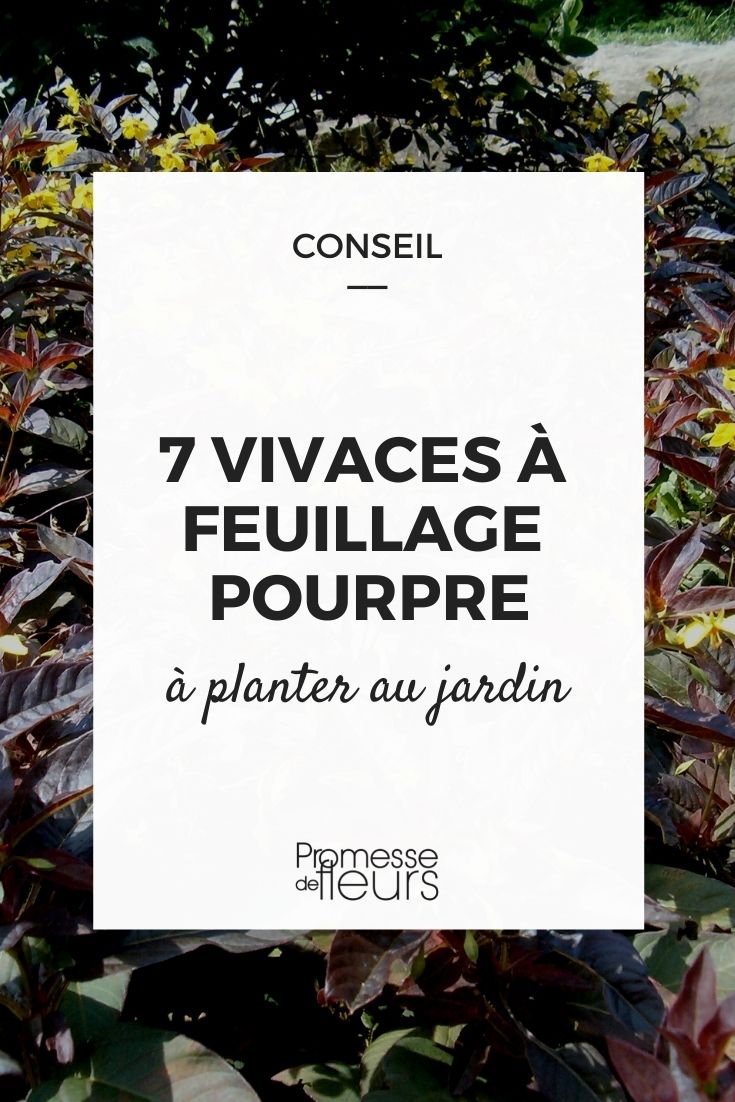 vivaces feuillage pourpre