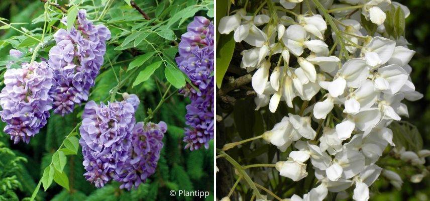 glycine en pot balcon ouest