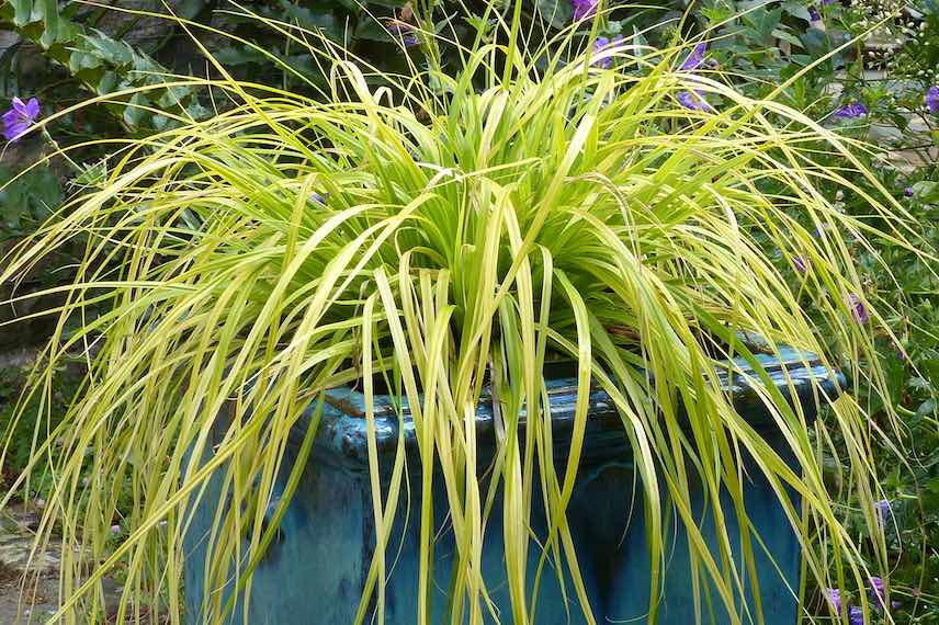 Le carex est une plante qui se plaît bien en pot