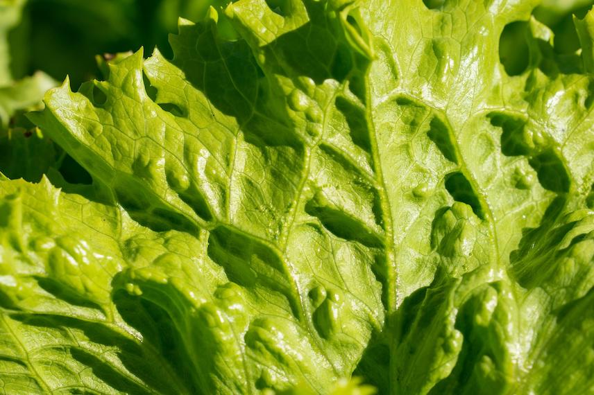 De nombreuses variétés de salades se cultivent en pot