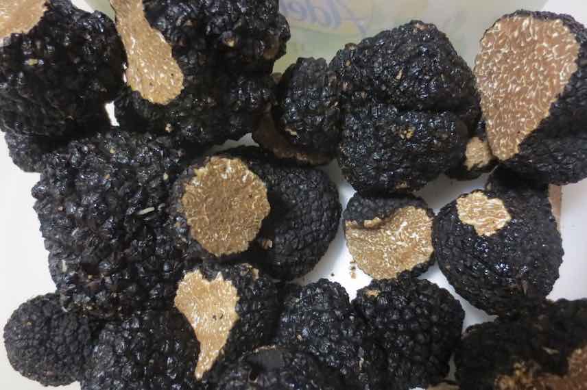 Il faut connaître les arbres truffiers pour avoir des truffes