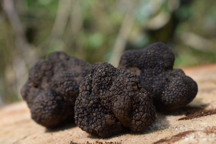 La truffe blanche d'Italie peut enfin être cultivée Truffe noire