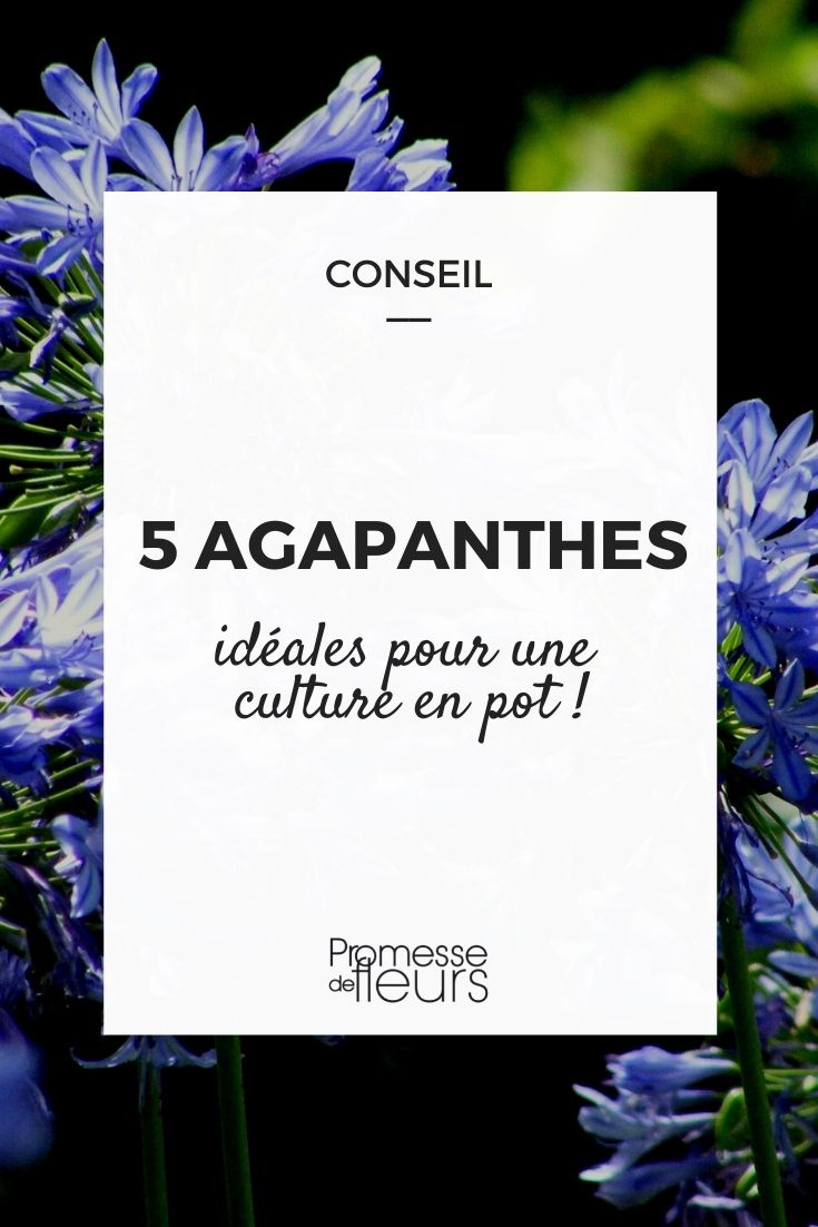 5 agapanthes à cultiver en pot