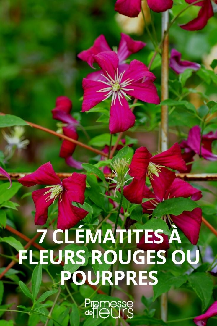 clematites rouge pourpre