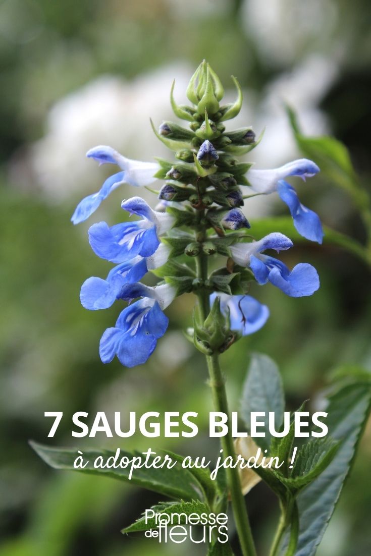 7 sauges bleues à adopter au jardin - Promesse de Fleurs