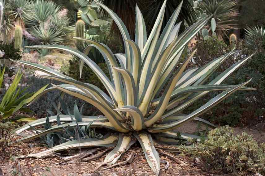 Agave choix, quelle agave choisir, meilleure agave, plus belle agave