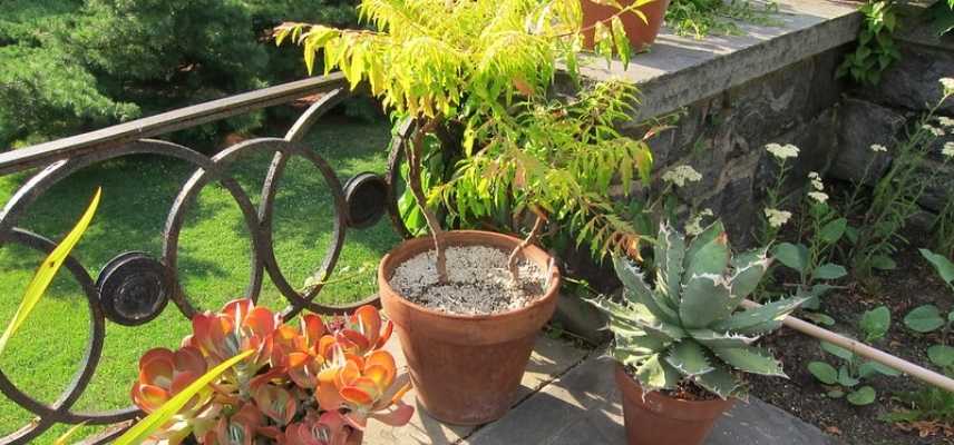 Agave en pot, Agave conteneur, Agave balcon, Agave terrasse