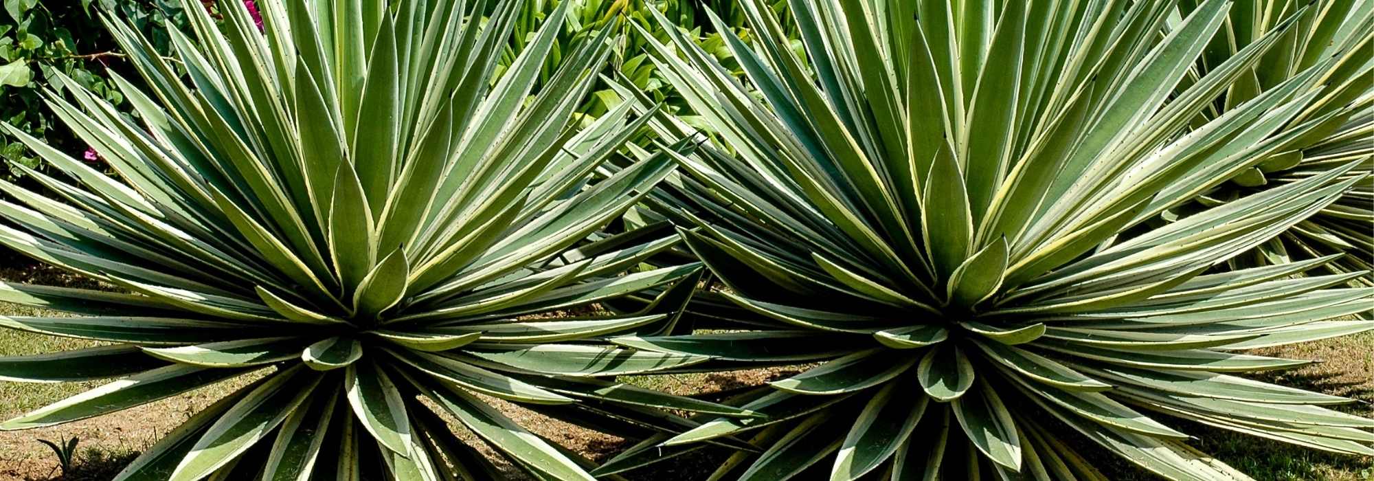 Choisir un agave