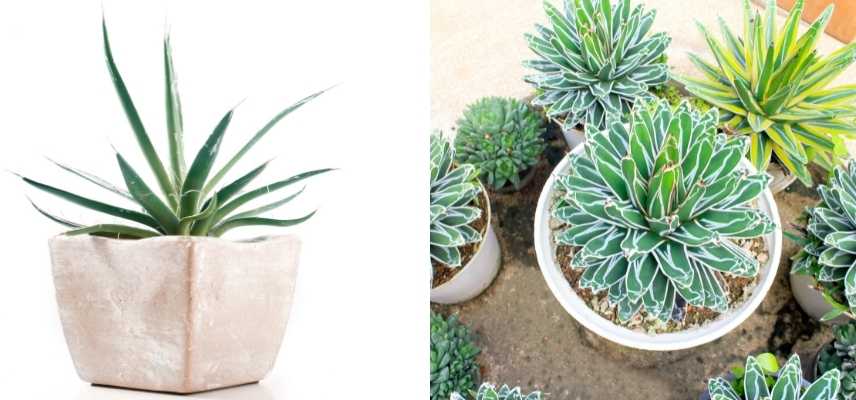 Agave en pot, Agave conteneur, Agave balcon, Agave terrasse