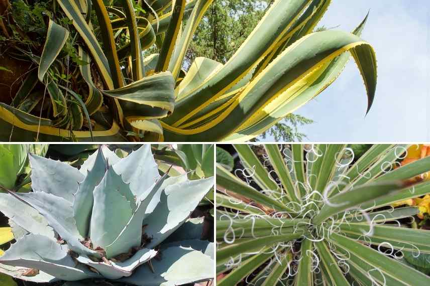 Agave choix, comment choisir Agave, quelle agave choisir, meilleure agave, plus belle agave