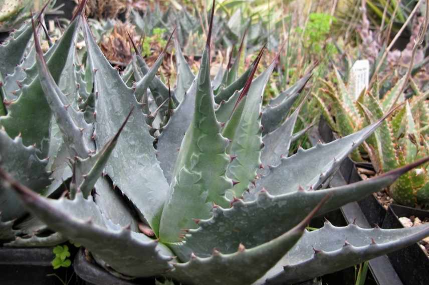 Agave insensible au gel, Agave rustique, Agave supportant le froid