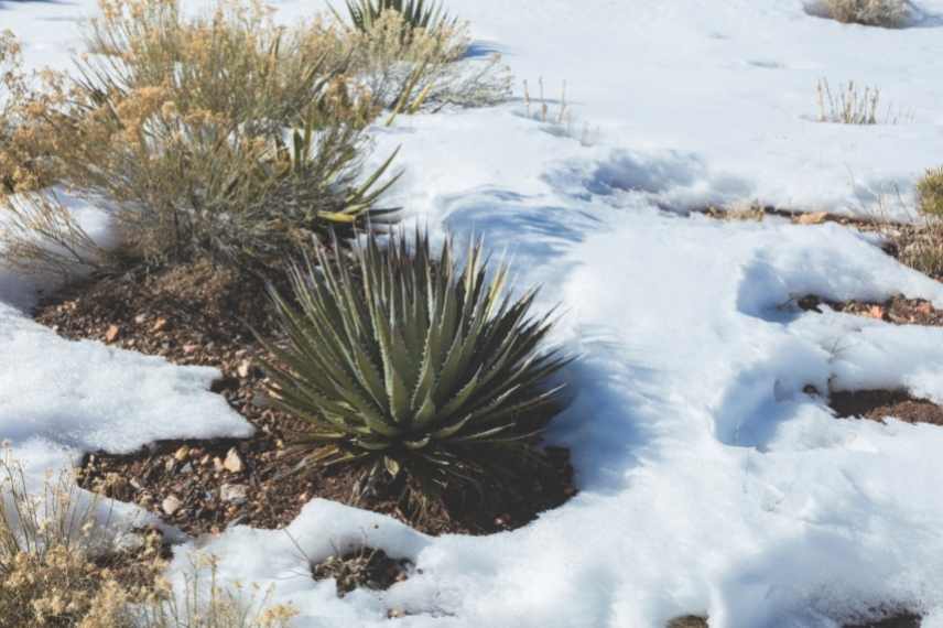 Agave insensible au gel, Agave rustique, Agave supportant le froid