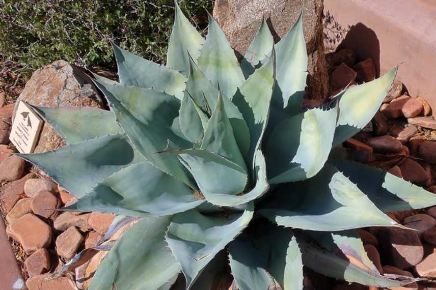 Agave insensible au gel, Agave rustique, Agave supportant le froid