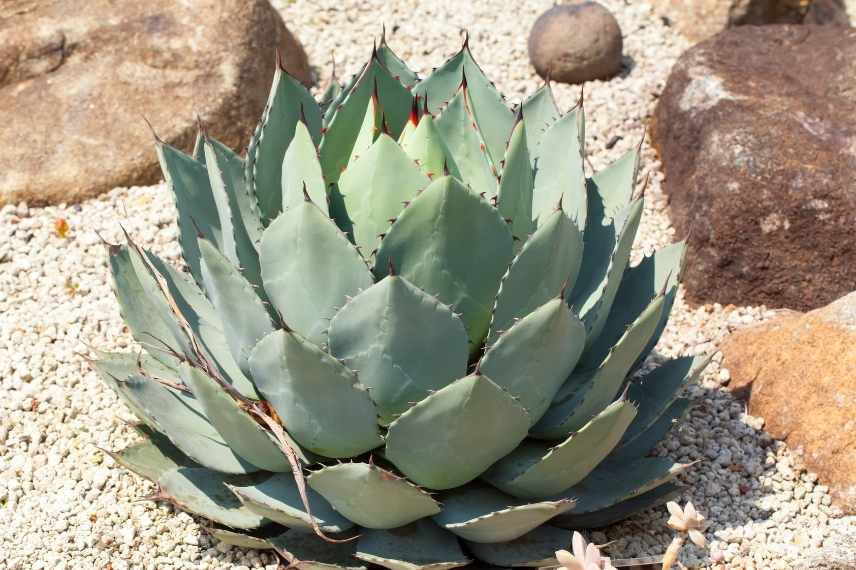 Agave insensible au gel, Agave rustique, Agave supportant le froid