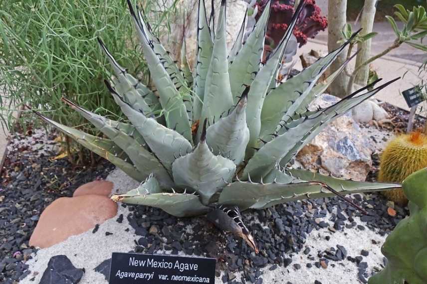 Agave insensible au gel, Agave rustique, Agave supportant le froid