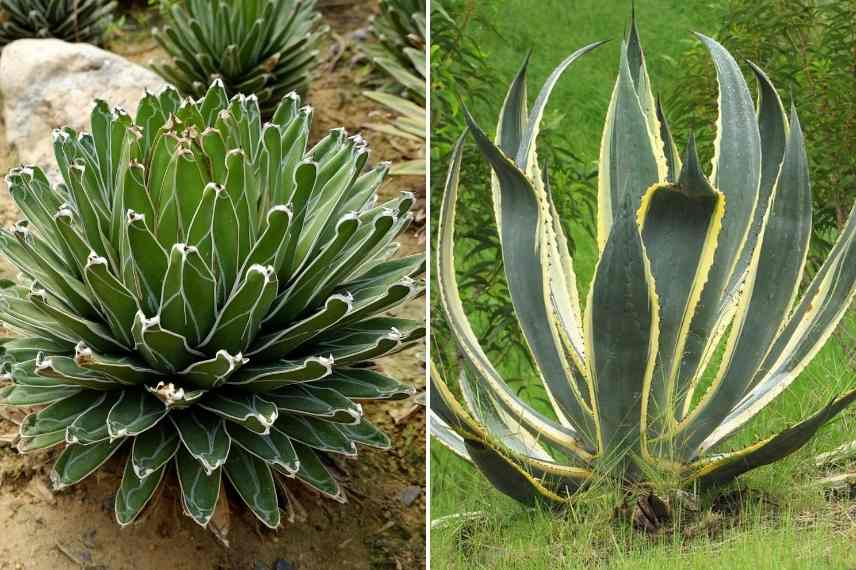 Agave choix, comment choisir Agave, quelle agave choisir, meilleure agave, plus belle agave