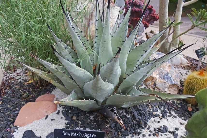 Agave choix, comment choisir Agave, quelle agave choisir, meilleure agave, plus belle agave