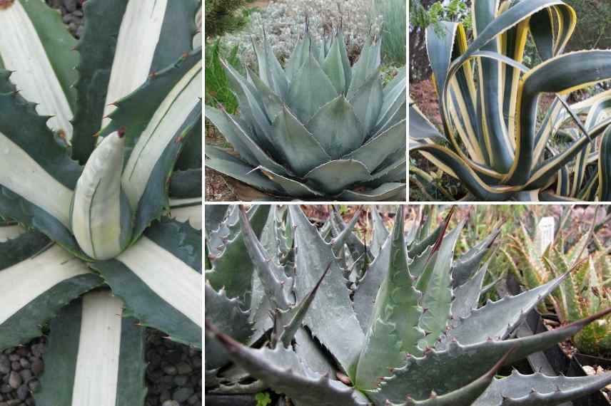 Agave choix, comment choisir Agave, quelle agave choisir, meilleure agave, plus belle agave